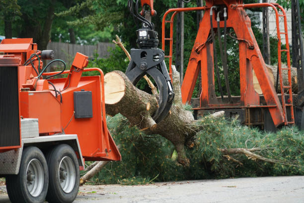 Best Tree Disease Treatment  in Fuquay Varina, NC